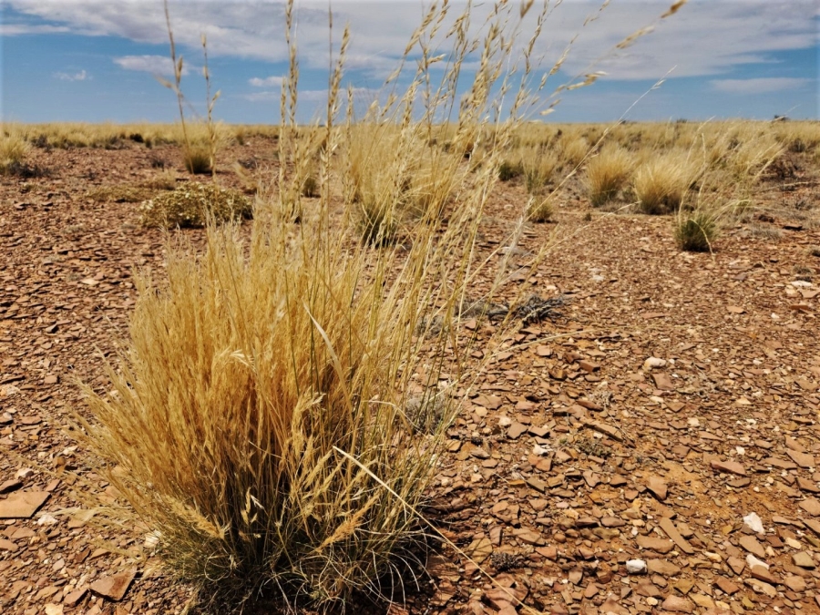 Commercial Property for Sale in Williston Rural Northern Cape